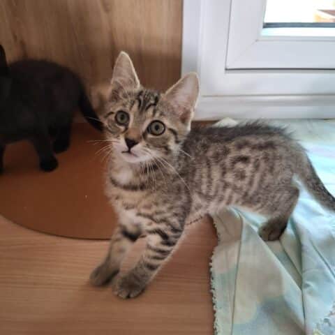 Österreichischer Tierschutzverein-Tiervermittlung: Die entzückenden Katzenkinder May und Mäxchen