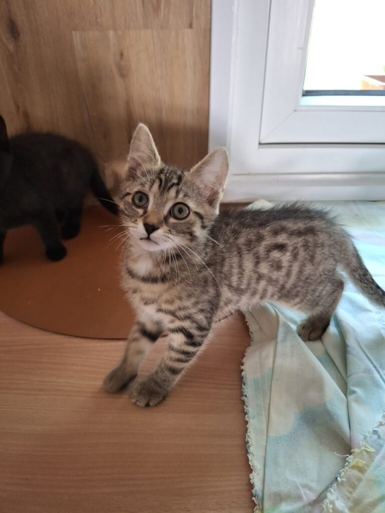 Österreichischer Tierschutzverein-Tiervermittlung: Die entzückenden Katzenkinder May und Mäxchen