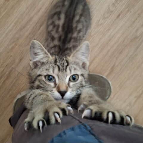 Österreichischer Tierschutzverein-Tiervermittlung: Die entzückenden Katzenkinder May und Mäxchen
