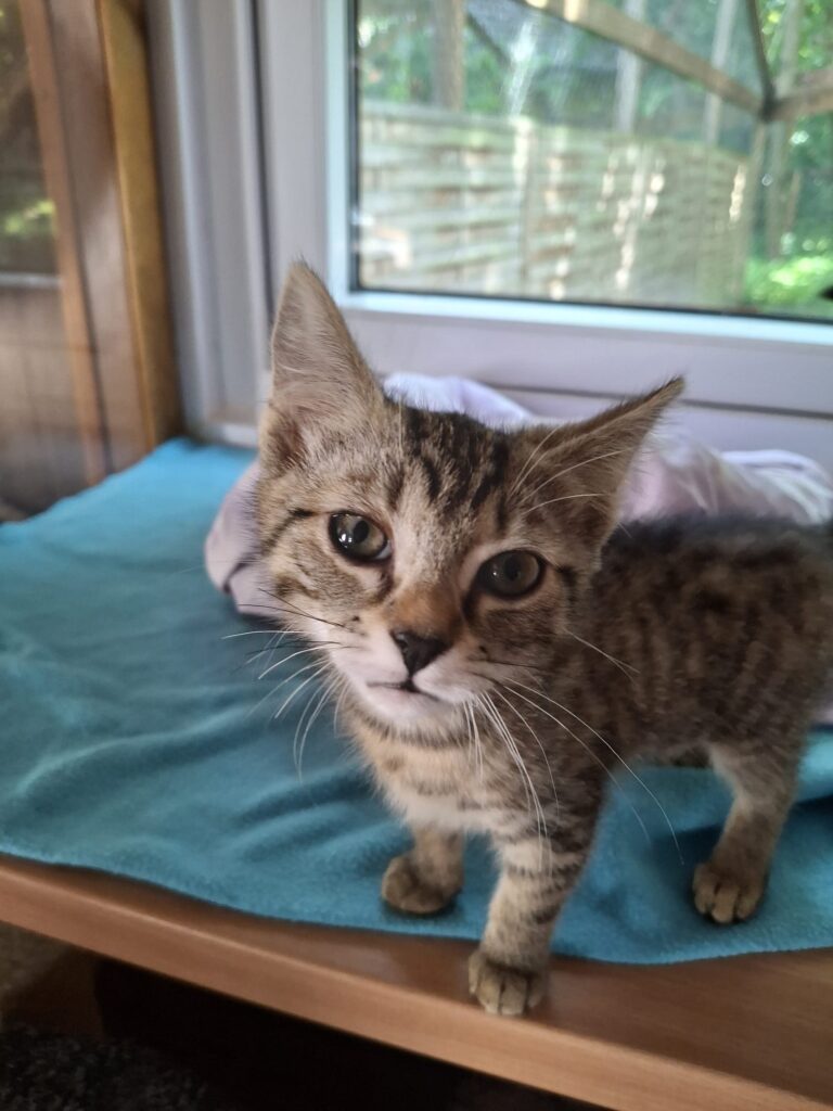 Österreichischer Tierschutzverein-Spendenkampagne: Mäxchen & seine Schwester hoffen auf dich!