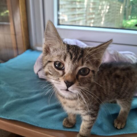 Österreichischer Tierschutzverein-Tiervermittlung: Die entzückenden Katzenkinder May und Mäxchen