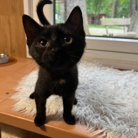 Österreichischer Tierschutzverein-Tiervermittlung: Die entzückenden Katzenkinder May und Mäxchen