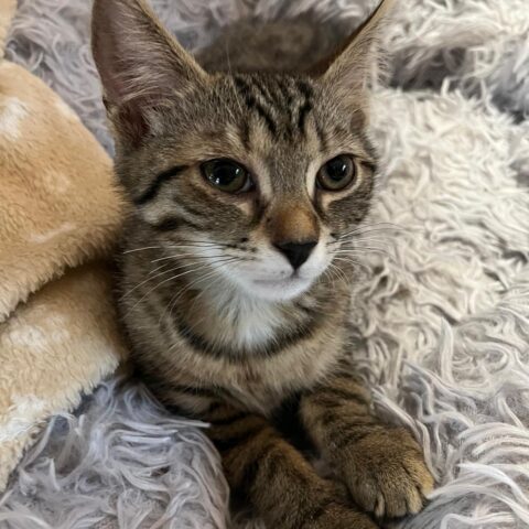 Österreichischer Tierschutzverein-Tiervermittlung: Die entzückenden Katzenkinder May und Mäxchen