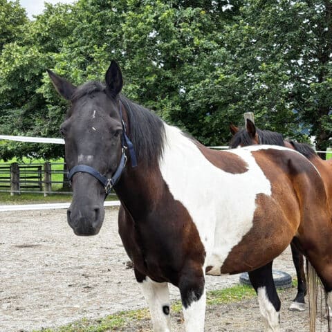 Österreichischer Tierschutzverein-Tiervermittlung: Der sensible Memphis