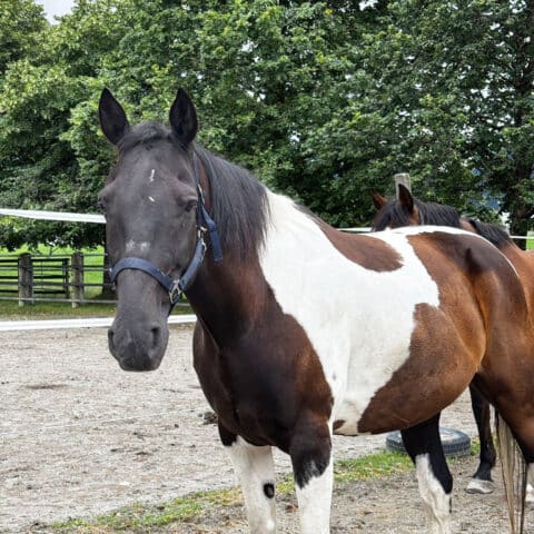 Österreichischer Tierschutzverein-Tiervermittlung: Der sensible Memphis