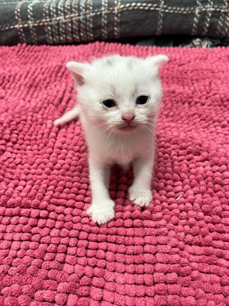 Österreichischer Tierschutzverein-Notfellchen Projekt: Lucy und ihre Kitten brauchen deine Hilfe
