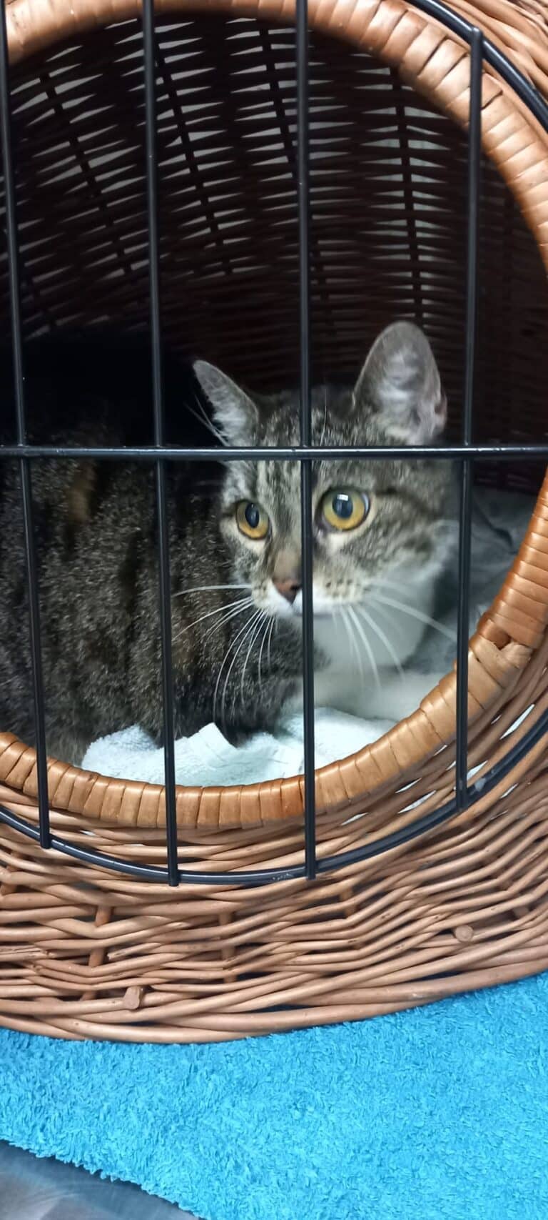 Österreichischer Tierschutzverein-Spendenkampagne-Katzen-Omi-Minki