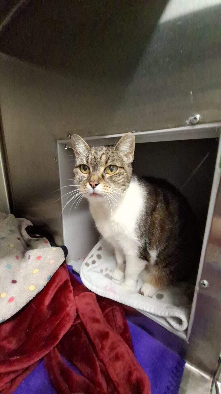 Österreichischer Tierschutzverein-Spendenkampagne-Katzen-Omi-Minki