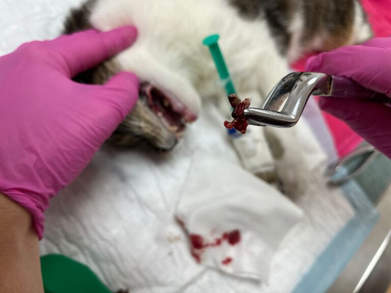 Österreichischer Tierschutzverein-Spendenkampagne-Katzen-Omi-Minki