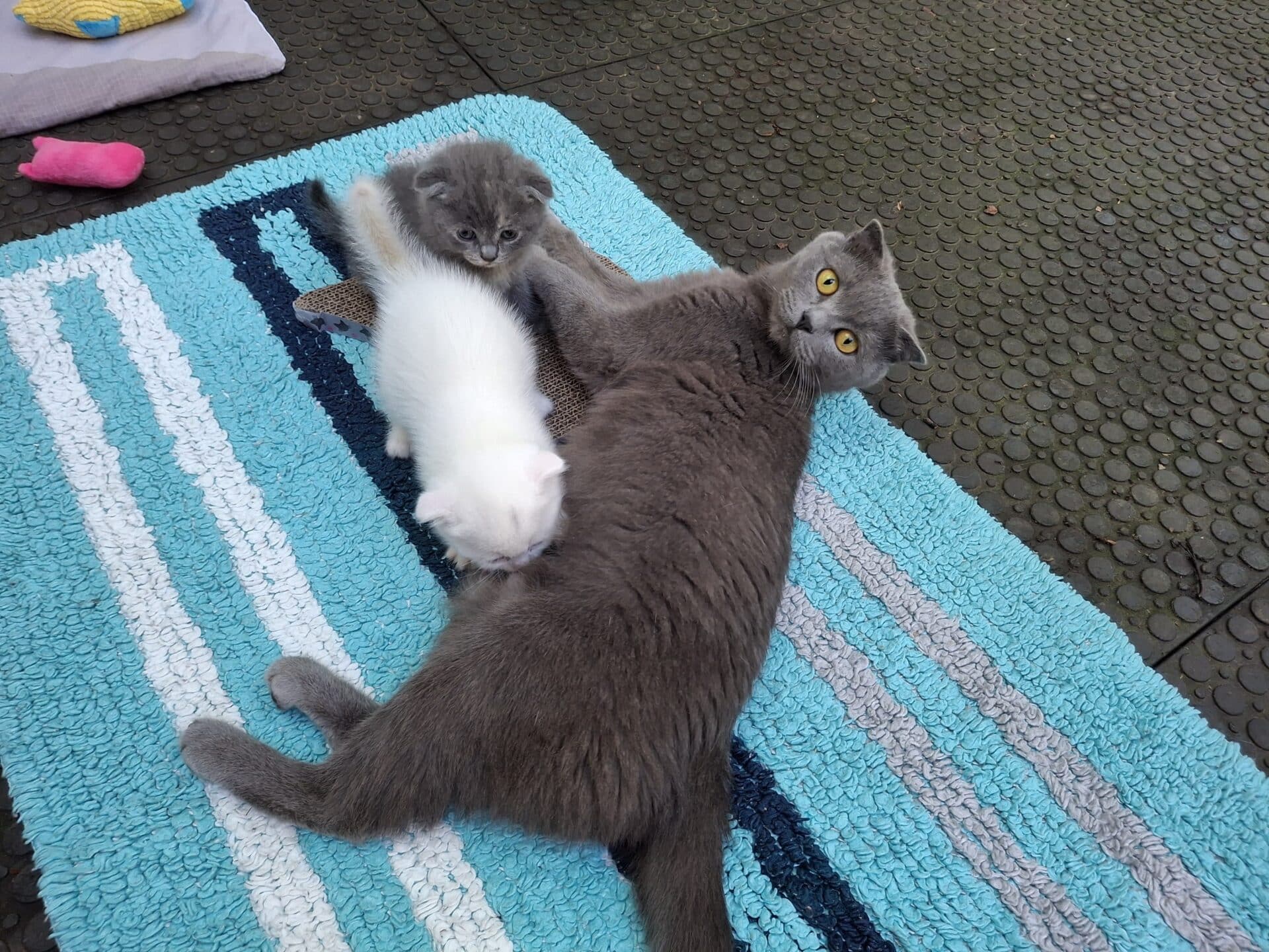 Falohrkätzchen Mini mit Mutter ©ÖTV