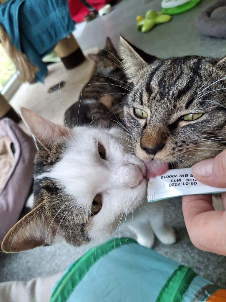 Geschwisterkinder Stitch und Gismo ©OeTV