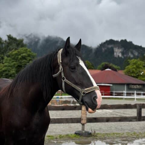 Österreichischer Tierschutzverein-Tiervermittung: Die gelassene Sapphire