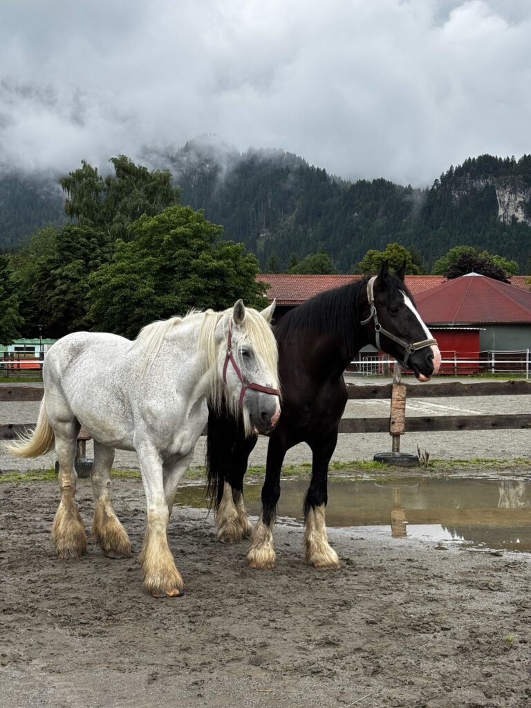 Österreichischer Tierschutzverein-Spendenkampagne: Verwahrloste Pferde brauchen dich