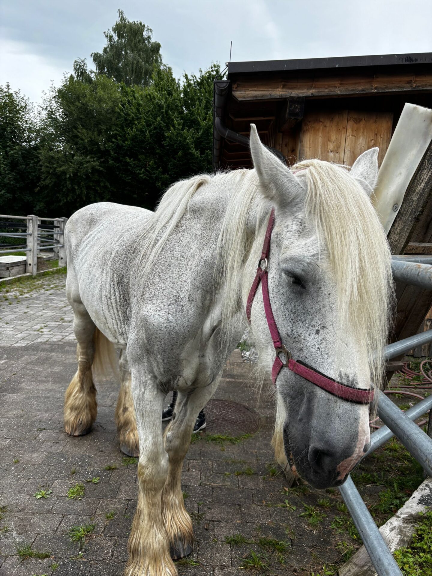Österreichischer Tierschutzverein-Spendenkampagne: Verwahrloste Pferde brauchen dich