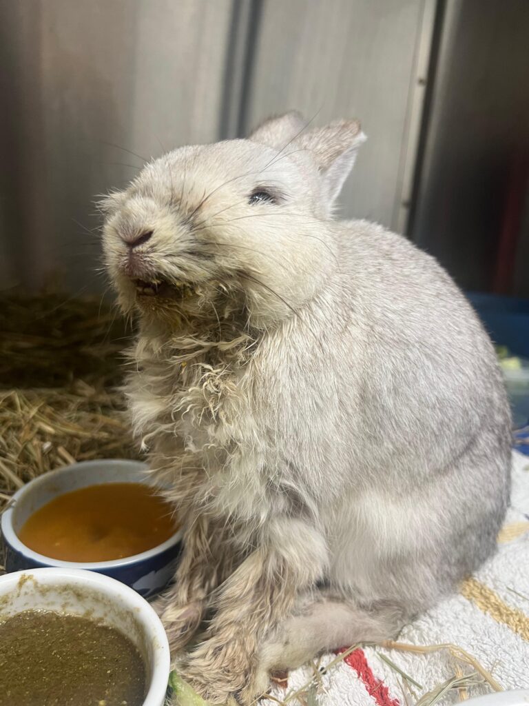 Österreichischer Tierschutzverein-Spendenkampagnen:Kaninchen Frodo