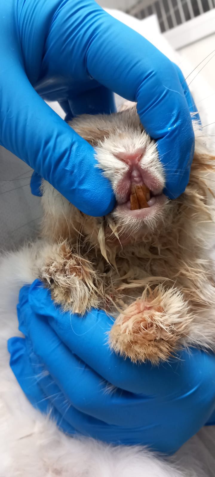 Österreichischer Tierschutzverein-Spendenkampagnen:Kaninchen Frodo