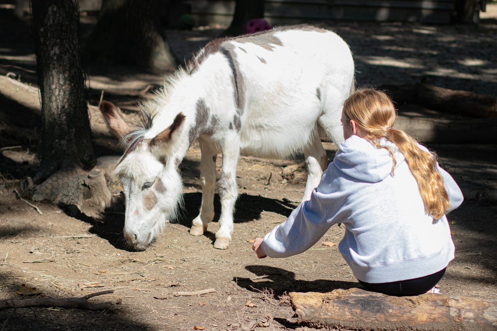 Österreichischer Tierschutzverein-Events: Kinder und Tiere