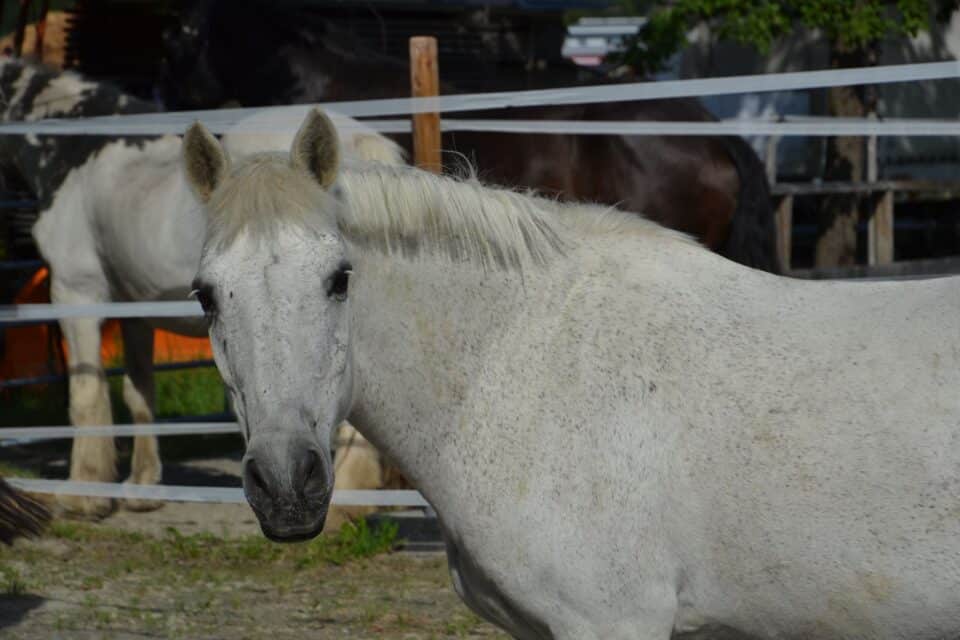 Österreichischer Tierschutzverein-Tiervermittlung: Der herzensliebe Timi