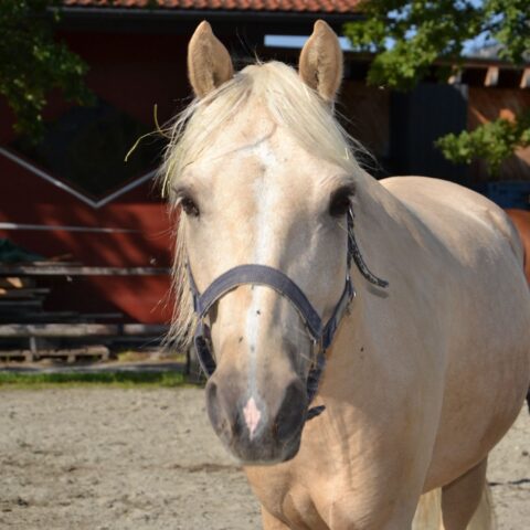 Österreichischer Tierschutzverein-Tiervermittlung: Frohnatur Pegasus