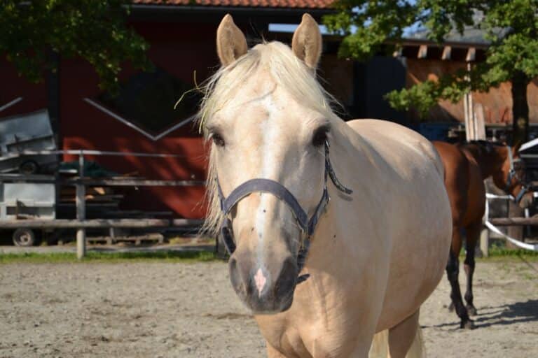 Österreichischer Tierschutzverein-Tiervermittlung: Frohnatur Pegasus