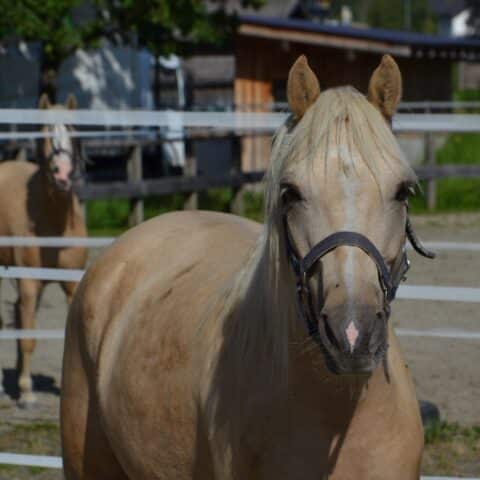 Österreichischer Tierschutzverein-Tiervermittlung: Frohnatur Pegasus