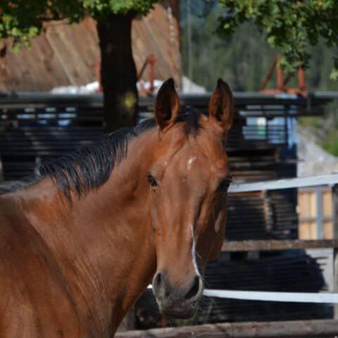 Österreichischertierschutzverein-Tiervermittlung: Die zauberhafte Caya
