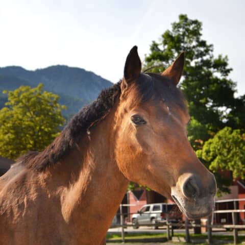 Österreichischer Tierschutzverein-Tiervermittlung: Die sanfte Novelle