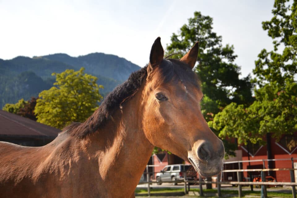 Österreichischer Tierschutzverein-Tiervermittlung: Die sanfte Novelle