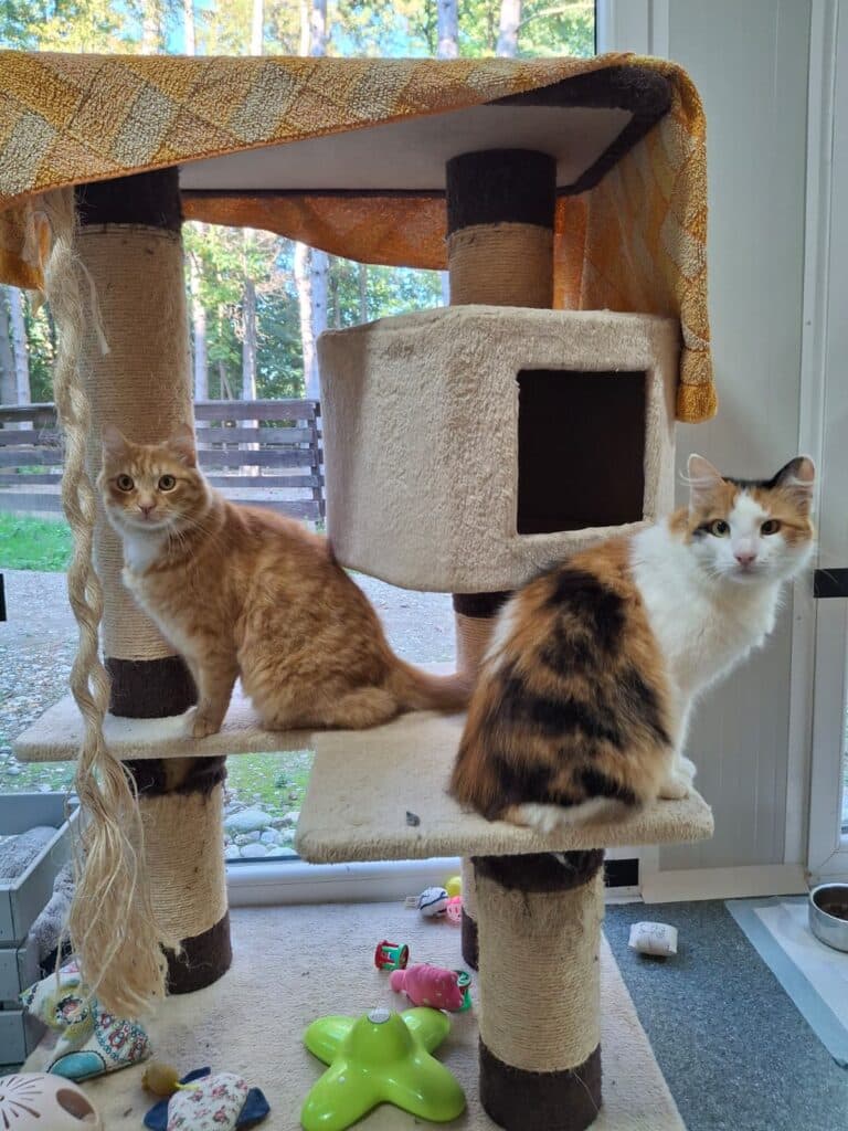 Österreichischer Tierschutzverein-Tiervermittlung: Schmuseweltmeister Angelina und Simba