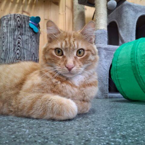 Österreichischer Tierschutzverein-Tiervermittlung: Schmuseweltmeister Angelina und Simba