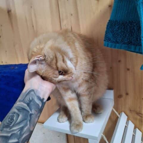 Österreichischer Tierschutzverein-Tiervermittlung: Schmuseweltmeister Angelina und Simba