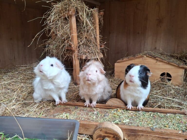 Meerschweinchen WG ©ÖTV