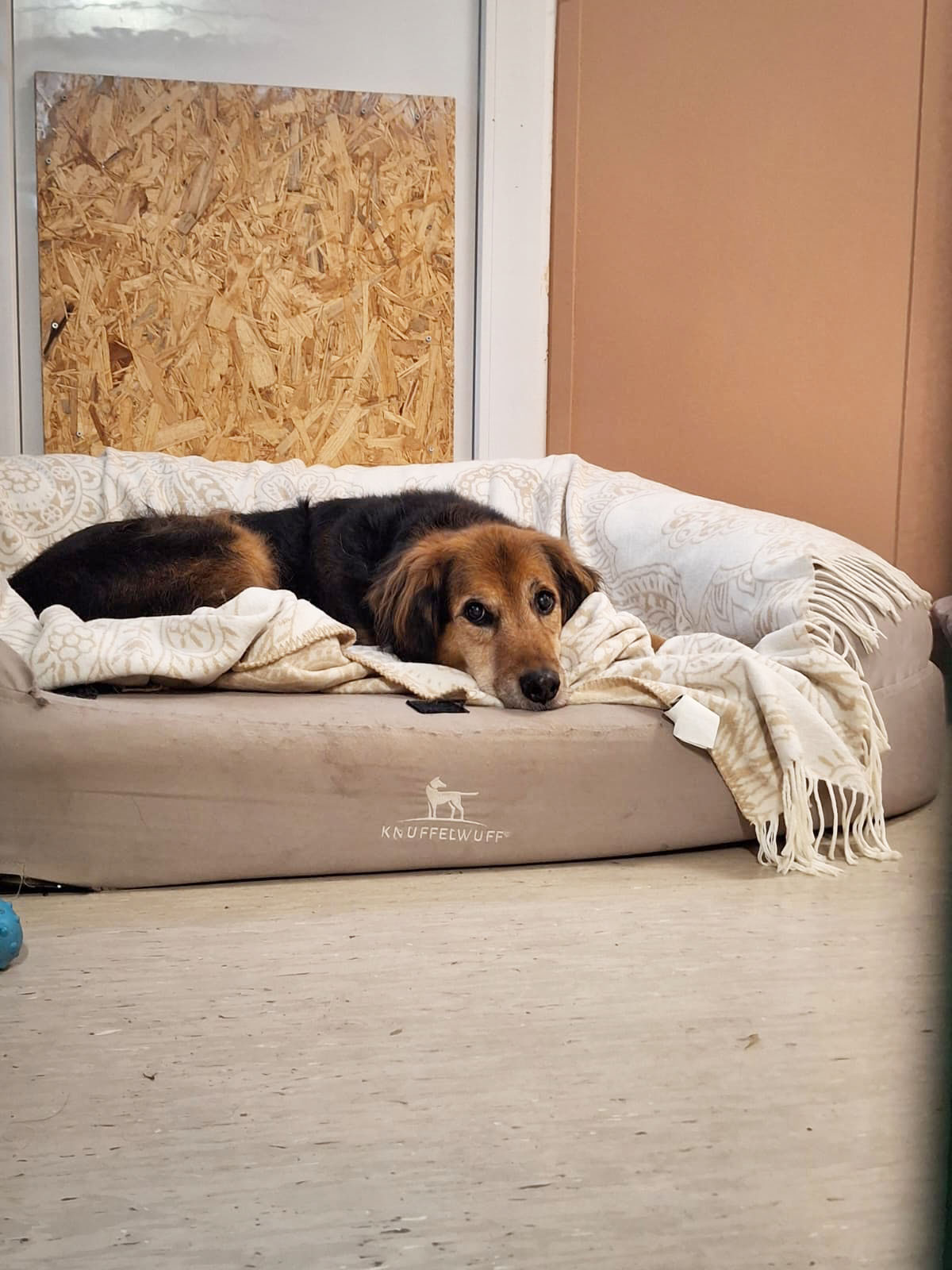 Österreichischer Tierschutzverein-Spendenkampagne: Hundeopa Samy