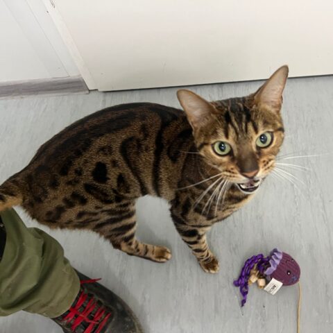 Österreichischer Tierschutzverein-Tiervergabe: Pflegestelle für Kater Diego gesucht