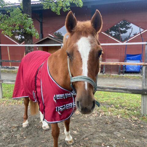 Österreichischer Tierschutzverein-Tiervermittlung: Die feinfühlige Bella