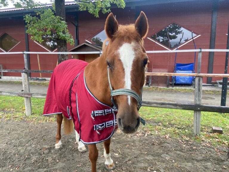Österreichischer Tierschutzverein-Tiervermittlung: Die feinfühlige Bella