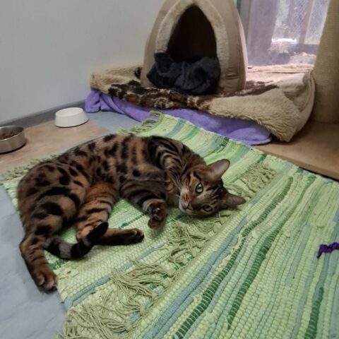 Österreichischer Tierschutzverein-Tiervergabe: Pflegestelle für Kater Diego gesucht