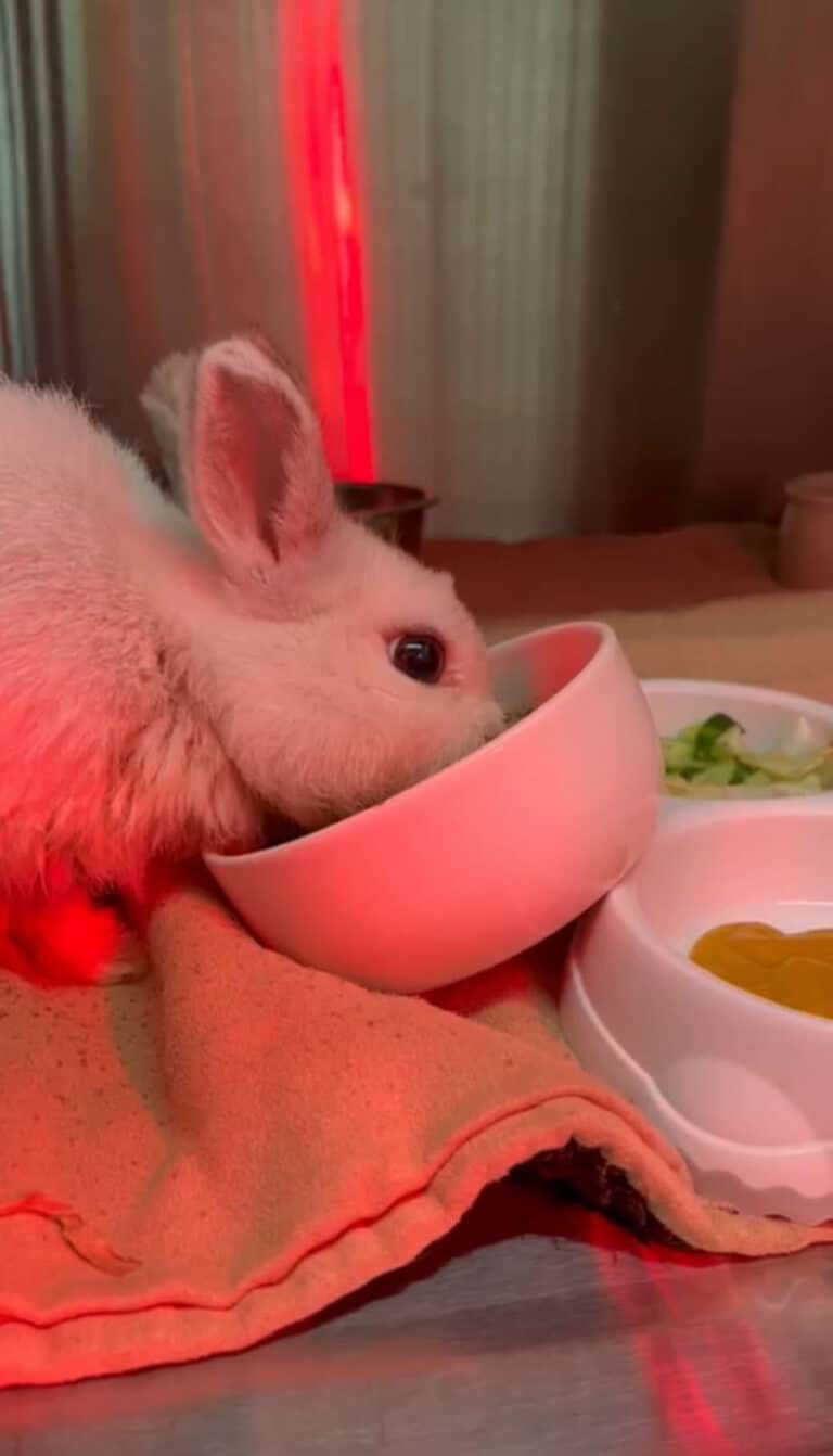 Österreichischer Tierschutzverein-Spendenkampagnen:Kaninchen Frodo