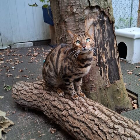 Österreichischer Tierschutzverein-Tiervergabe: Pflegestelle für Kater Diego gesucht