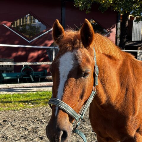 Österreichischer Tierschutzverein-Tiervermittlung: Die feinfühlige Bella