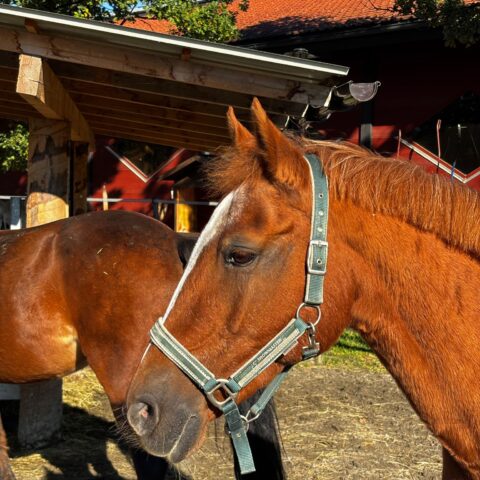 Österreichischer Tierschutzverein-Tiervermittlung: Die feinfühlige Bella