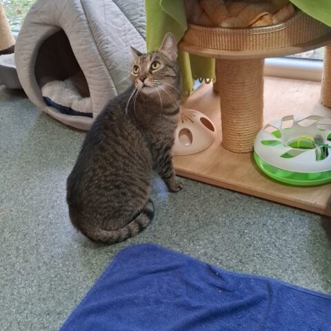 Österreichischer Tierschutzverein-Tiervermittlug: Die sensible Lisia