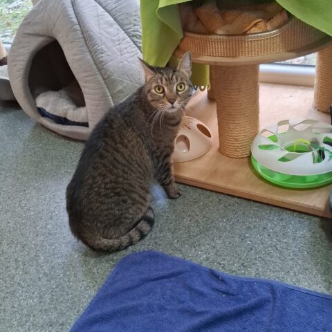 Österreichischer Tierschutzverein-Tiervermittlug: Die sensible Lisia