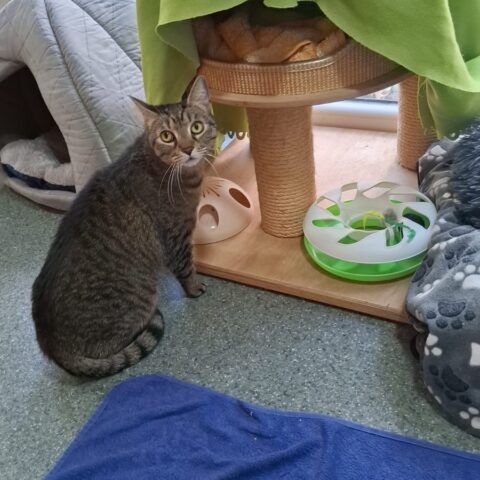 Österreichischer Tierschutzverein-Tiervermittlug: Die sensible Lisia