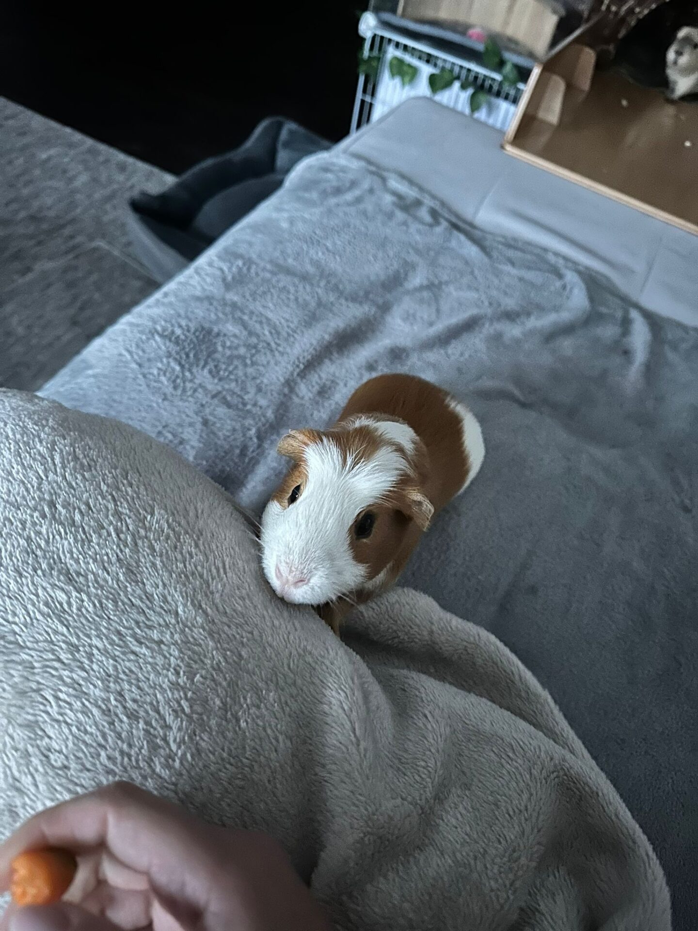 Österreichischer Tierschutzverein Österreichischer Tierschutzverein-Happy Ends: Samuel