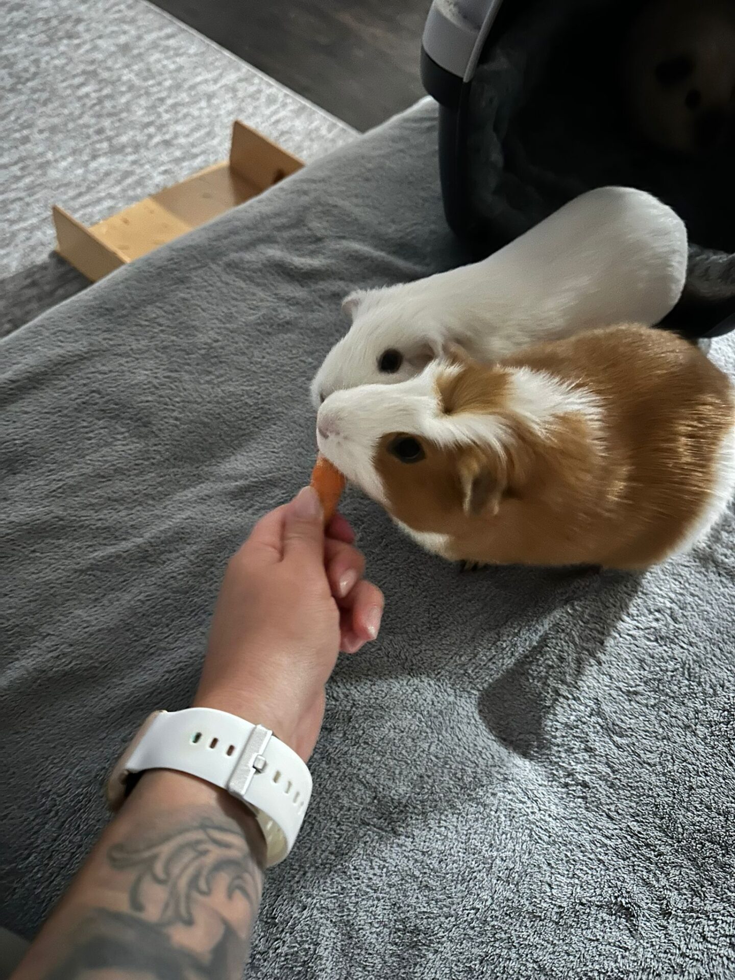 Österreichischer Tierschutzverein Österreichischer Tierschutzverein-Happy Ends: Samuel