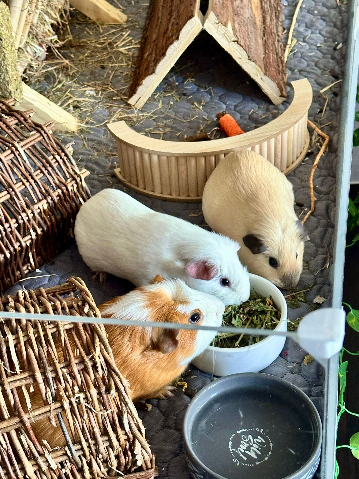 Österreichischer Tierschutzverein Österreichischer Tierschutzverein-Happy Ends: Samuel