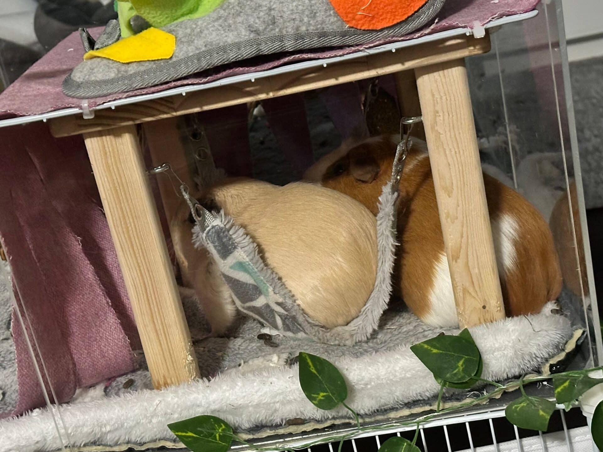 Österreichischer Tierschutzverein Österreichischer Tierschutzverein-Happy Ends: Samuel