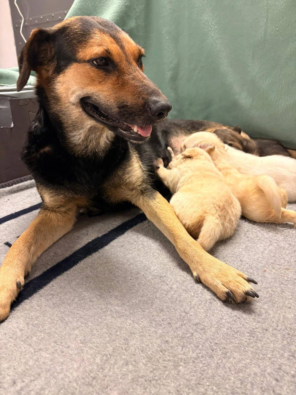 Mila mit Welpen 5 ©ÖTV