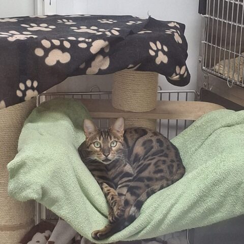 Österreichischer Tierschutzverein-Tiervergabe: Pflegestelle für Kater Diego gesucht